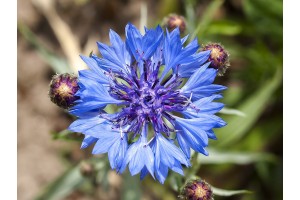 Eau de fleur de bleuet (bio)  (to be translated)